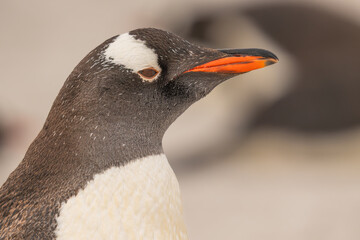 Stunning Portrait Close Up of Gentoo Penguin. Incredible Detail Fur Looks Right Orange Beak. Colony...