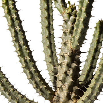 Close-up of a spiny succulent plant with sharp thorns, showcasing its textured stem and defensive spines. Ideal for botanical and horticultural contexts.