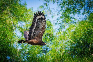 Majestic Crested Serpent Eagle in flight through lush green forest canopy.
