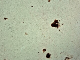 close-up of a weathered white wall surface featuring dark brown stains