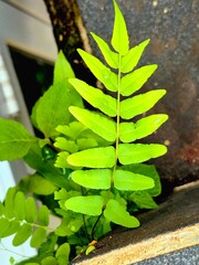 Fresh Green Fern Leaf Growing in Natural Garden Setting