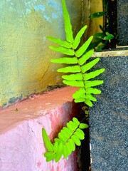 Green Fern Growing from Crack in Concrete Wall