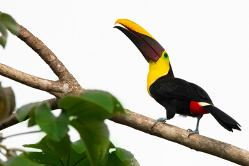 toucan on a branch © Feralis