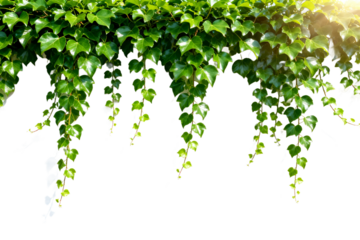 Ivy Vine Leaves Greenery Decorative Background