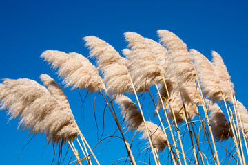 Austroderia Richardii Plant - New Zealand