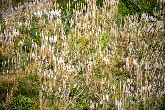 Austroderia Richardii Plant - New Zealand