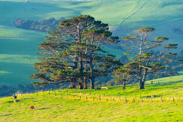Cattle Pasture in Northland Region - New Zealand