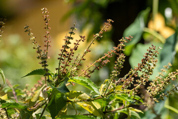 Manjeric&atilde;o Sagrado (Ocimum tenuiflorum.) Tulsi. Alfavaca