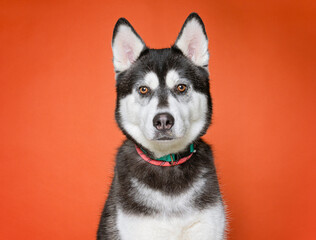 Obraz premium Studio photo of a cute dog in front of an isolated background 