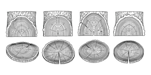 Tree rings wood texture vector illustration cross section of log cut trunk annual circles