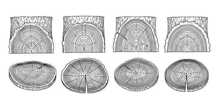 Tree rings wood texture vector illustration cross section of log cut trunk annual circles