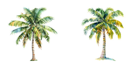 coconut tree watercolor vector illustration