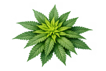 Cannabis plant growing, showing lush green leaves, a top view illustrating medical marijuana, hemp, and cbd concepts