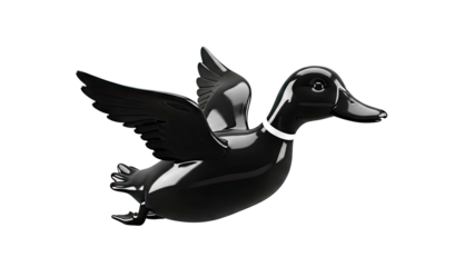 Glossy Black Duck with Wings Spread