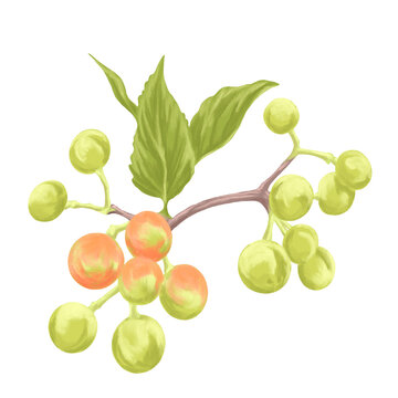 Phalsa Berry Digital Painting | Deep Purple Indian Berry Botanical Realism	