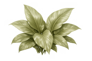 Tropical plant forming a lush green bush, exotic foliage illustration with broad leaves and transparent background