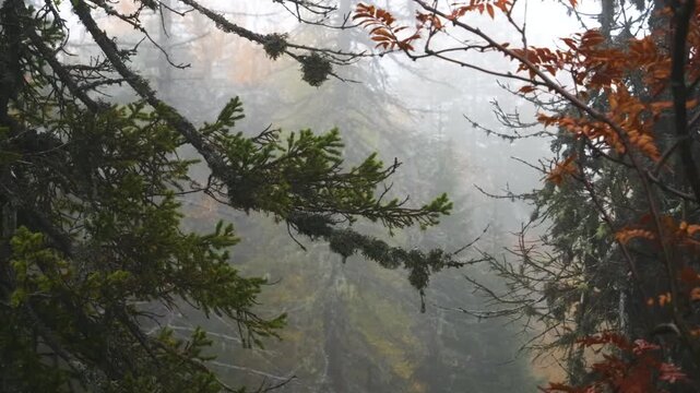 A serene cinematic shot capturing a misty autumn morning in the Southern Ural Mountains of Russia, specifically within the Republic of Bashkortostan region. The foreground features coniferous tree bra