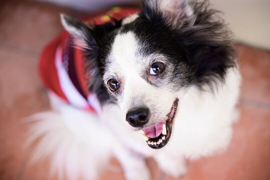 Cheerful small senior dog wearing red sweater indoors, expressive eyes and happy smile in cozy home environment. Geriatric dog, elderly. 