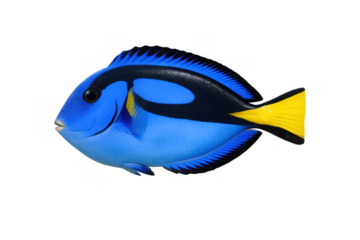 Blue tang fish swimming, vibrant tropical marine life, isolated on transparent background, displaying exotic ocean beauty