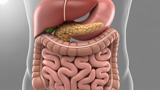 3D Illustration of Human Digestive System Anatomy Featuring Liver, Stomach, Pancreas, and Intestines for Medical Education