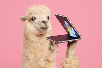 Obraz premium Funny alpaca holding a foldable smartphone and looking at it in surprise