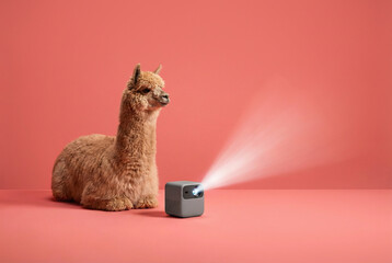 Obraz premium Cute alpaca watches light beam from a mini projector