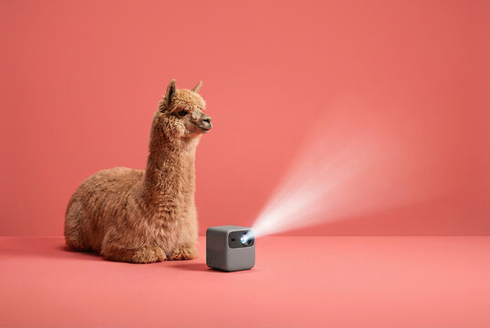 Cute alpaca watches light beam from a mini projector