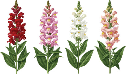 Snapdragon flower stalks in red, pink, white, and peach with green leaves, botanical vector for garden and floral themes © Anowar