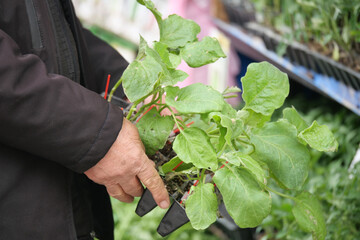 Person holds green plants in a store for gardening supplies