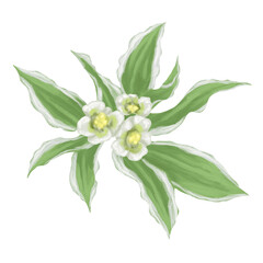 Obraz premium Euphorbia Snow on the Mountain Botanical Painting Green White Leaves 