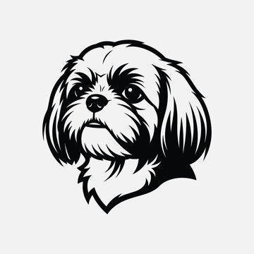 Portrait of a shih tzu isolated on white background, Vector, illustration