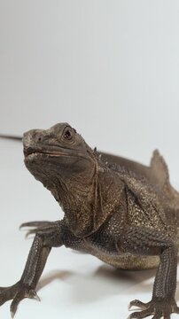 Close Up of a Brown Sailfin Lizard Opening Its Mouth