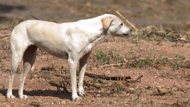 White Stray Dog Barking on Dry Dirt Ground in Thailand