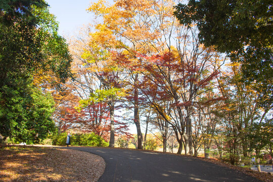 Beautiful Autumn landscape in a park at Tachikawa, Tokyo, Japan