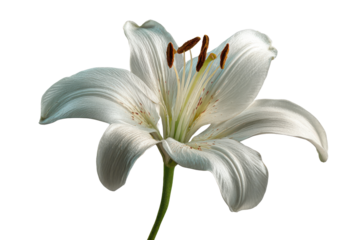 White lily flower with brown stamens and green stem isolated on black bloom blossom, Png On White Background, Isolated on Transparent Background, Cut Out