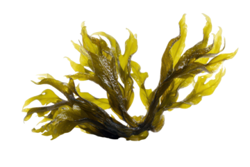 Yellow green kelp seaweed plant fronds against black background studio shot marine ocean, Png On White Background, Isolated on Transparent Background, Cut Out