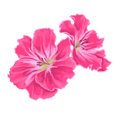 Pelargonium Flower Botanical hand Painting