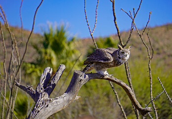 A great horned owl perched on a bare tree in the Sonora Desert of Arizona in a harsh environment of...