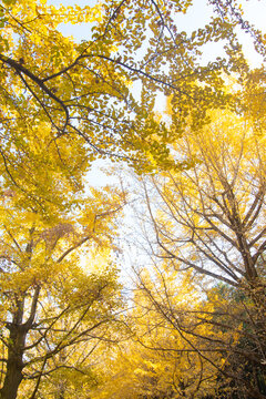 Beautiful golden yellow ginkgo trees in Autumn at Showa Kinen Park, Tachikawa, Tokyo, Japan