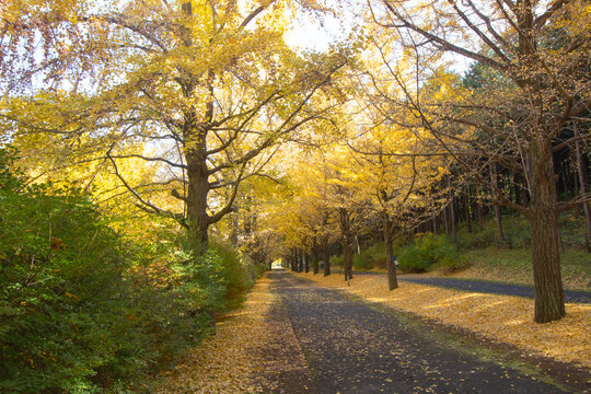 Beautiful golden yellow ginkgo trees in Autumn at Showa Kinen Park, Tachikawa, Tokyo, Japan