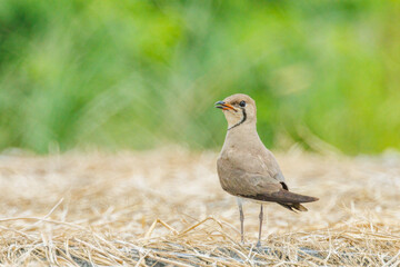 Obraz premium Oriental Pratincole standing on dry straw ground in a natural field.