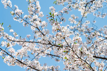 서울의 파란 하늘 아래 피어난 하얀 벚꽃