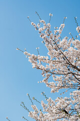 서울의 파란 하늘 아래 피어난 하얀 벚꽃