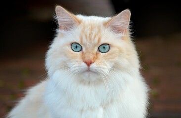 A stunning domestic long-haired flame point cat with fluffy white and cream fur and piercing bright blue eyes looking directly at the camera in a close-up photo portrait