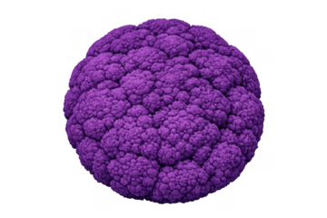 Purple cauliflower head presenting a vibrant healthy organic vegetable option for culinary and diet concepts, transparent background