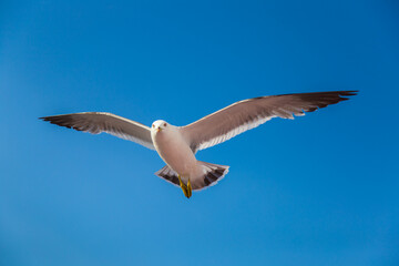Naklejka premium Flying Seagull Above Dalian Coastal Waters