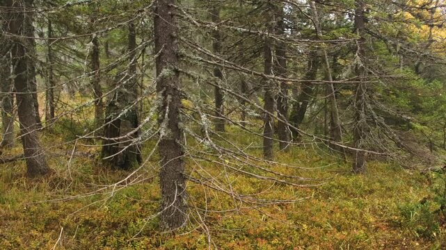 Footage of a dense, natural forest in the Southern Urals region of Russia during the autumn season. The ground is covered in vibrant green and orange moss, with a mix of evergreen trees and bare, dead