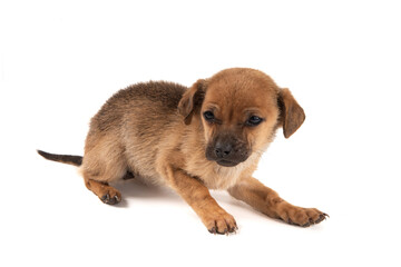 Obraz premium a brown puppy isolated on white background