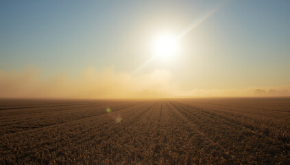 Golden wheat field under bright sunrise with warm hazy sky and lens flare