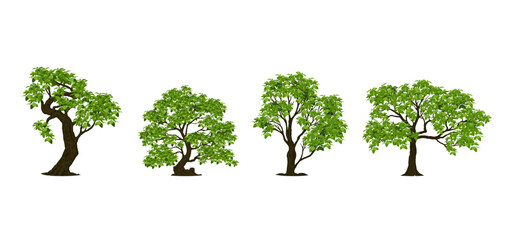 Tree Vector Illustration Collection Featuring Tropical and Orchard Trees with Mango, Apple, Banana, Orange, Coconut Palm and More Isolated on White Background, Colorful Tree Vector Illustration